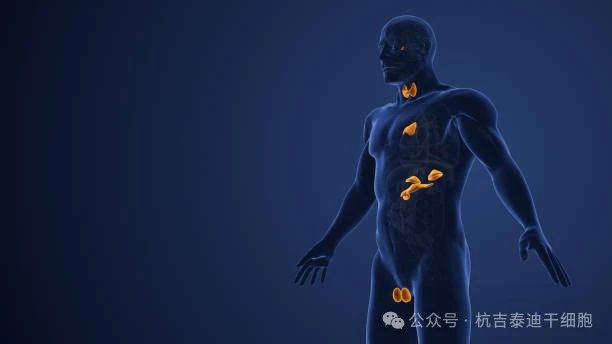 內(nèi)分泌系統(tǒng)疾病 內(nèi)分泌系統(tǒng)疾病