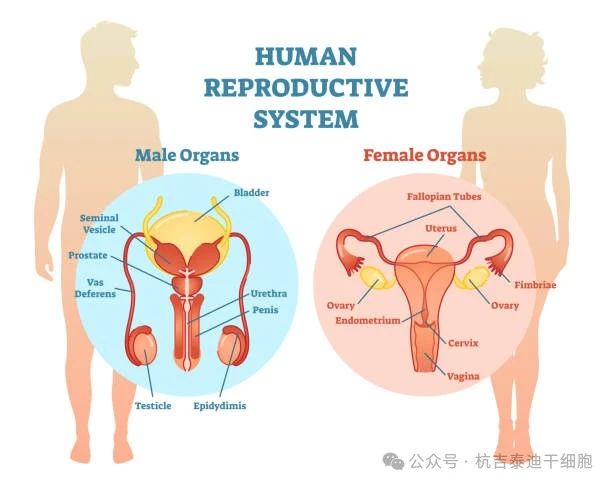 生殖系統(tǒng)疾病 生殖系統(tǒng)疾病