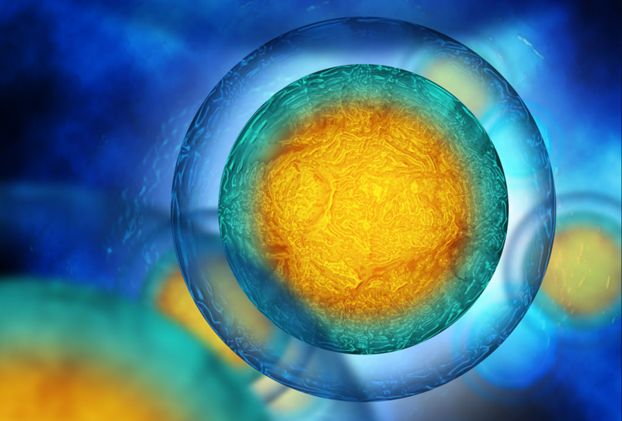 間充質干細胞示意圖