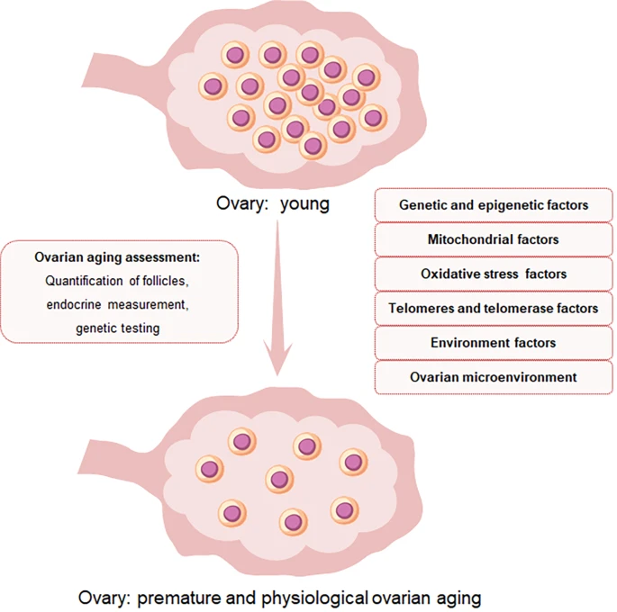 圖1：卵巢中卵泡數量和卵母細胞質量與POI的關系示意圖