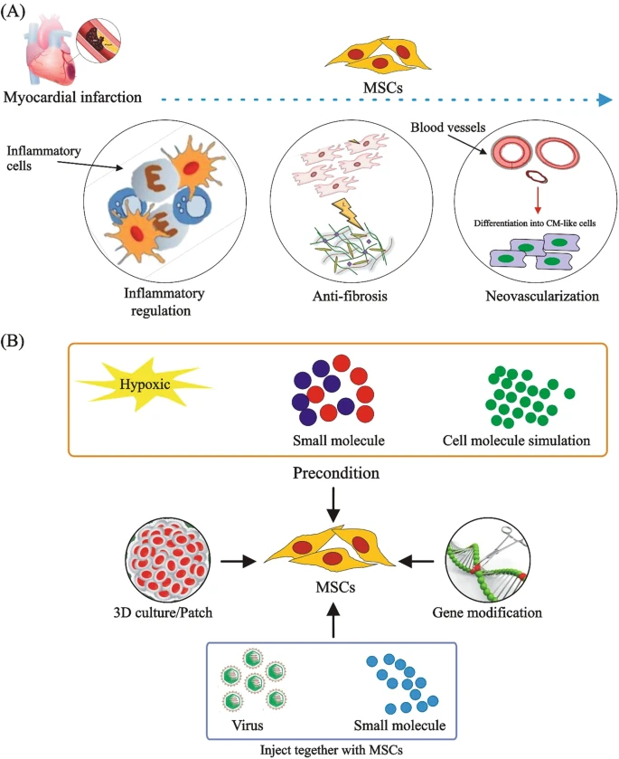 (A) MSCs通過調節炎癥、預防纖維化、促進新血管形成和分化為心肌樣細胞來治療CVD。

(B) 改善MSCs在CVD中的治療效果的方法。為了提高MSCs的治療效果，已經采用了3D培養、含有MSCs的貼片、用缺氧或化學物質進行預處理、基因修飾以及病毒注射與小化合物或shRNA相結合等技術。