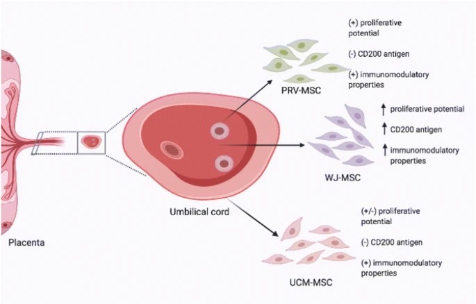 臍帶間充質(zhì)干細(xì)胞的來(lái)源、特性、作用是什么？