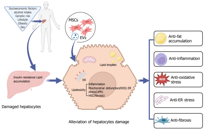 間充質基質在治療非酒精性脂肪性肝病/非酒精性脂肪性肝炎中的治療效果 間充質基質在治療非酒精性脂肪性肝病/非酒精性脂肪性肝炎中的治療效果