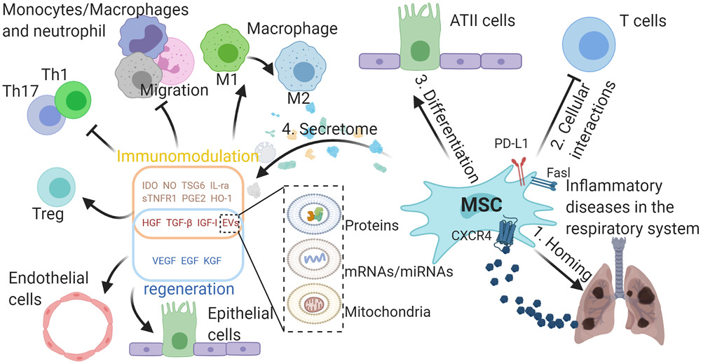 MSCs在呼吸系統典型炎癥疾病中的作用。

外源性MSCs可通過SDF-1-CXCR4軸遷移至受損組織，間充質干細胞可通過細胞間相互作用分化為ATII樣細胞并抑制免疫細胞，并分泌多種具有免疫調節能力的生物活性分子，促進受損組織再生。與免疫調節相關的分子可使巨噬細胞從M1型轉變為M2型，抑制巨噬細胞、中性粒細胞和單核細胞的遷移，抑制TH1和TH17細胞的分化，促進Treg細胞的形成。

生長因子可保護肺泡上皮細胞和肺血管內皮細胞免受損傷。間充質干細胞可通過EVs將蛋白質、mRNA/miRNA和線粒體轉運到其他細胞，發揮其在免疫調節和再生中的作用，EVs的功能由其內容決定。
