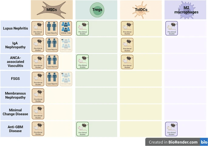自身免疫性腎病調節性細胞療法的開發階段。 自身免疫性腎病調節性細胞療法的開發階段。