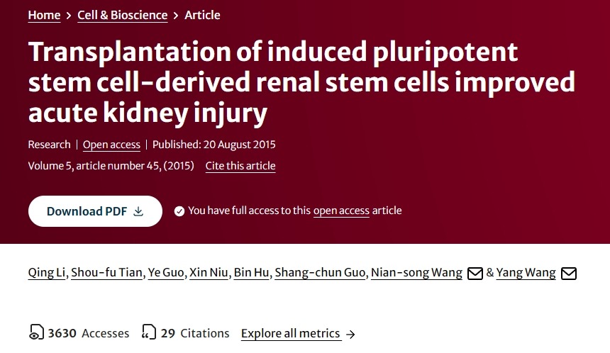 誘導(dǎo)性多能干細(xì)胞來(lái)源的腎干細(xì)胞移植改善急性腎損傷 誘導(dǎo)性多能干細(xì)胞來(lái)源的腎干細(xì)胞移植改善急性腎損傷