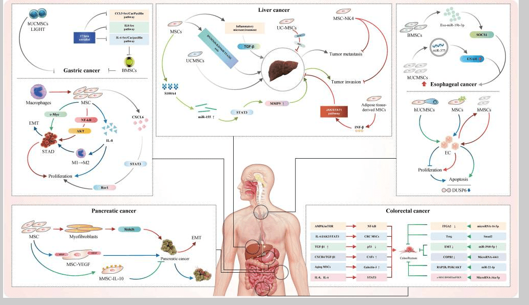 消化系統疾病如何治療?間充質干細胞治療的案例有哪些? 消化系統疾病如何治療?間充質干細胞治療的案例有哪些?