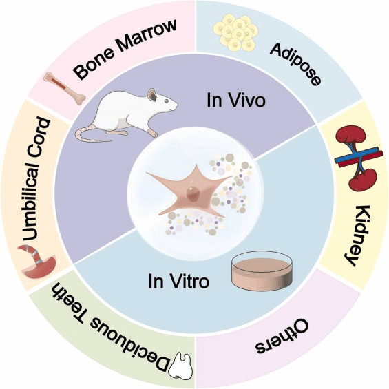 圖1：間充質干細胞 (MSC) 及其衍生的外泌體 (MSCs-Exo) 的多種來源。