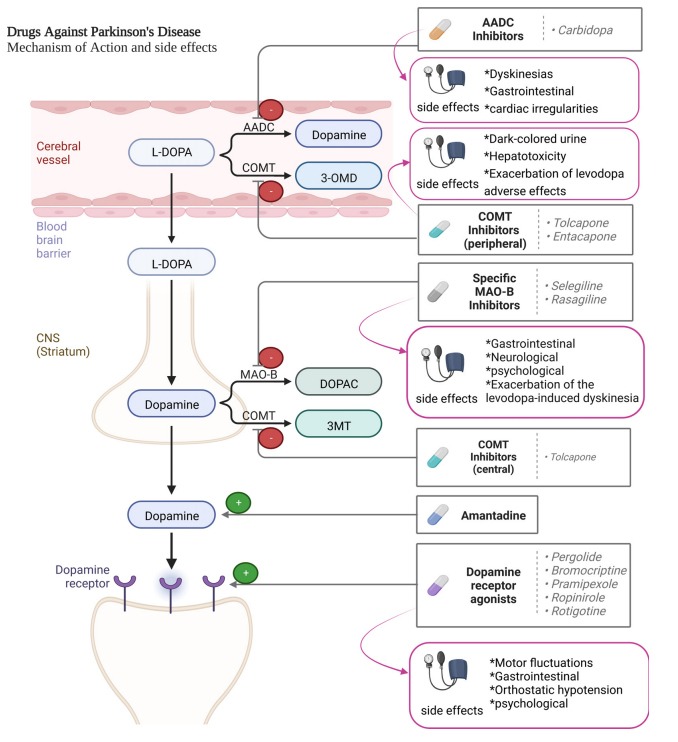 圖2:帕金森病患者使用的藥物及其作用機制。 圖2:帕金森病患者使用的藥物及其作用機制。