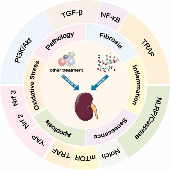 圖2：間充質干細胞 (MSC) 及其衍生的外泌體 (MSCs-Exo) 在糖尿病腎病治療中的機制和途徑。