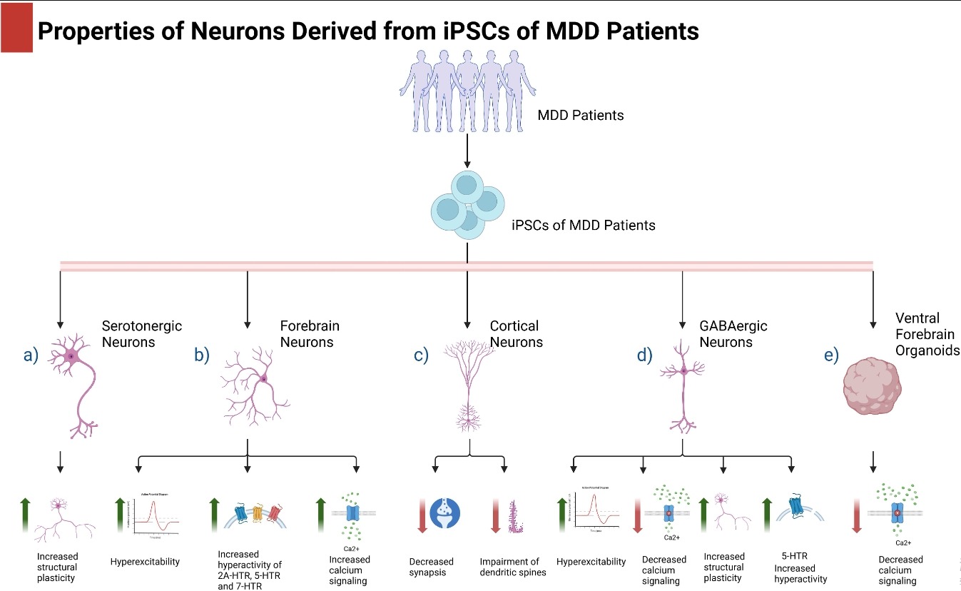 圖1：抑郁癥患者的iPSC及其在抑郁癥中的應用。
