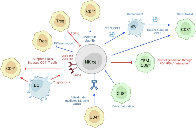 圖6：NK細(xì)胞和T細(xì)胞相互作用。