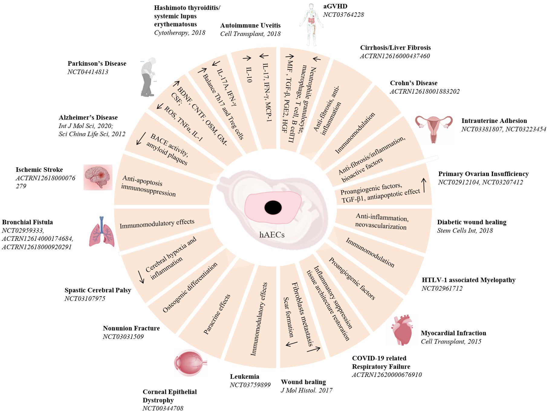 圖3:hAECs在疾病治療中的臨床前和臨床研究。hAECs在各種疾病治療中的示意圖和潛在的機制。 圖3:hAECs在疾病治療中的臨床前和臨床研究。hAECs在各種疾病治療中的示意圖和潛在的機制。