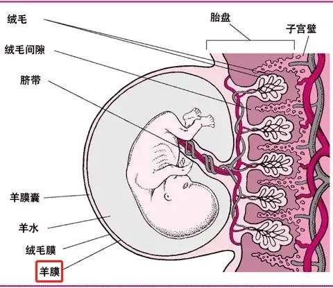 作用堪比全能干細胞,重新認識人羊膜上皮細胞的細胞特性及其治療應用 作用堪比全能干細胞,重新認識人羊膜上皮細胞的細胞特性及其治療應用