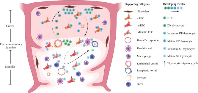 圖1：T細(xì)胞的發(fā)育和選擇在胸腺微環(huán)境中受時(shí)空信號(hào)以及與支持基質(zhì)、上皮和造血細(xì)胞相互作用的引導(dǎo)