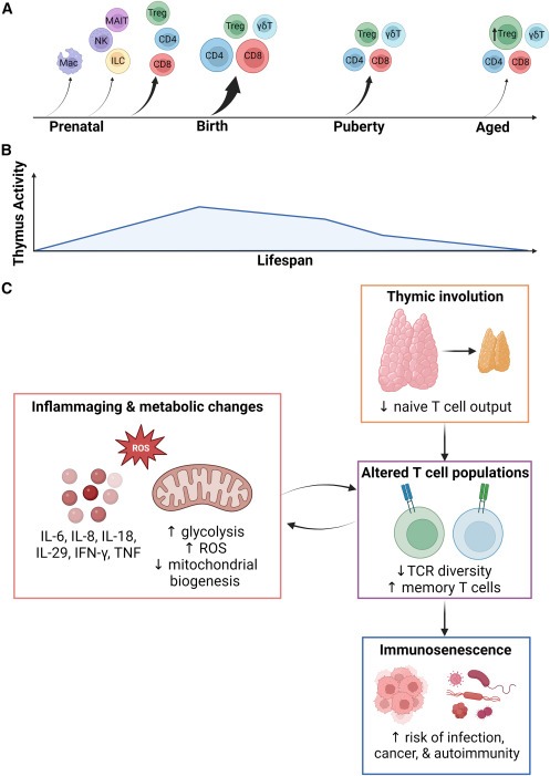 圖2：胸腺輸出量隨著年齡的增長(zhǎng)而變化并逐漸下降，導(dǎo)致老年人出現(xiàn)與年齡相關(guān)的免疫功能損害