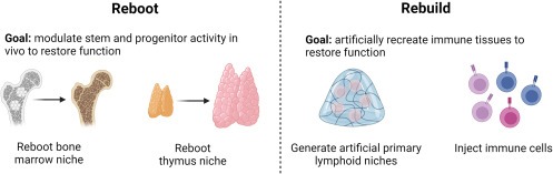 圖3：再生老化和受損免疫器官的兩種方法，包括重啟患者自身的免疫系統(tǒng)和通過(guò)人工補(bǔ)充重建患者的免疫系統(tǒng)