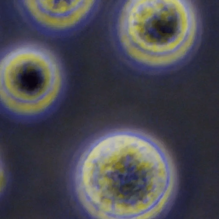 從實驗室到臨床：干細胞機構是如何生產(chǎn)高質量干細胞的？