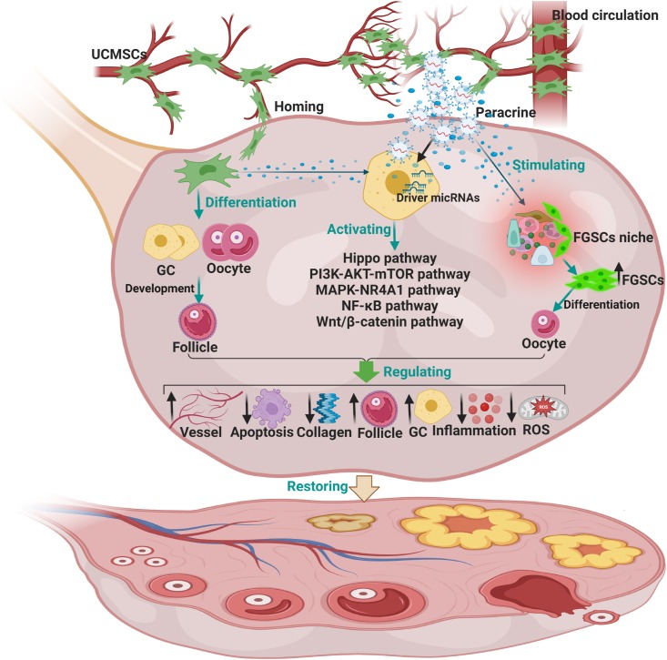 圖2:臍帶間充質干細胞治療卵巢衰老的機制。