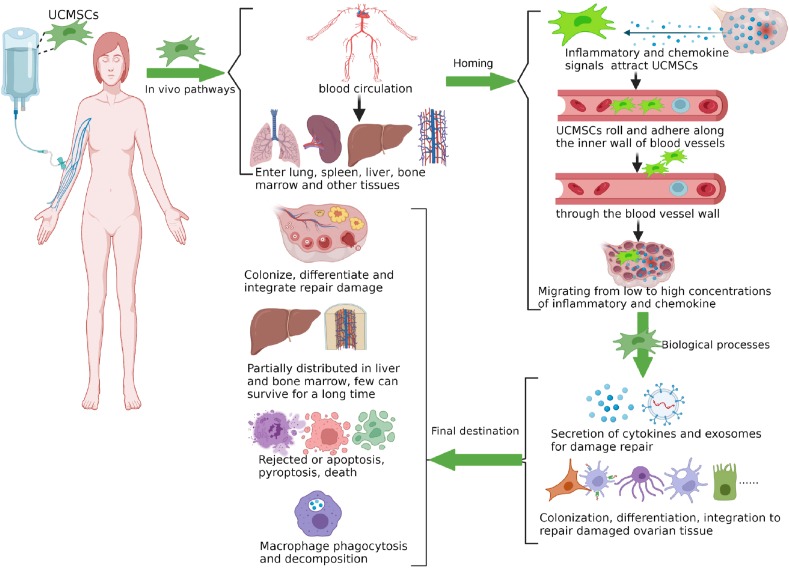 圖1:臍帶間充質干細胞在體內的命運。