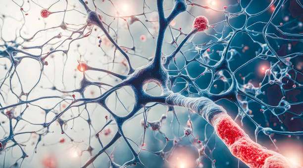 胚胎干細胞和神經干細胞在科學研究中的區別是什么? 胚胎干細胞和神經干細胞在科學研究中的區別是什么?