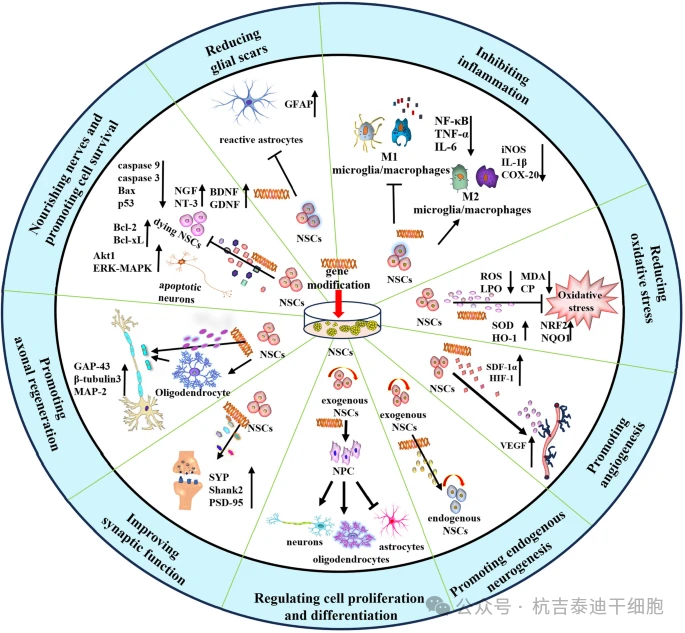 基因改造對神經干細胞在神經損傷中的生物學效應的詳細說明。基因改造的NSC是特定分子的理想載體，可最大限度地發(fā)揮細胞治療的潛力，并通過多種機制產生更高的治療效率