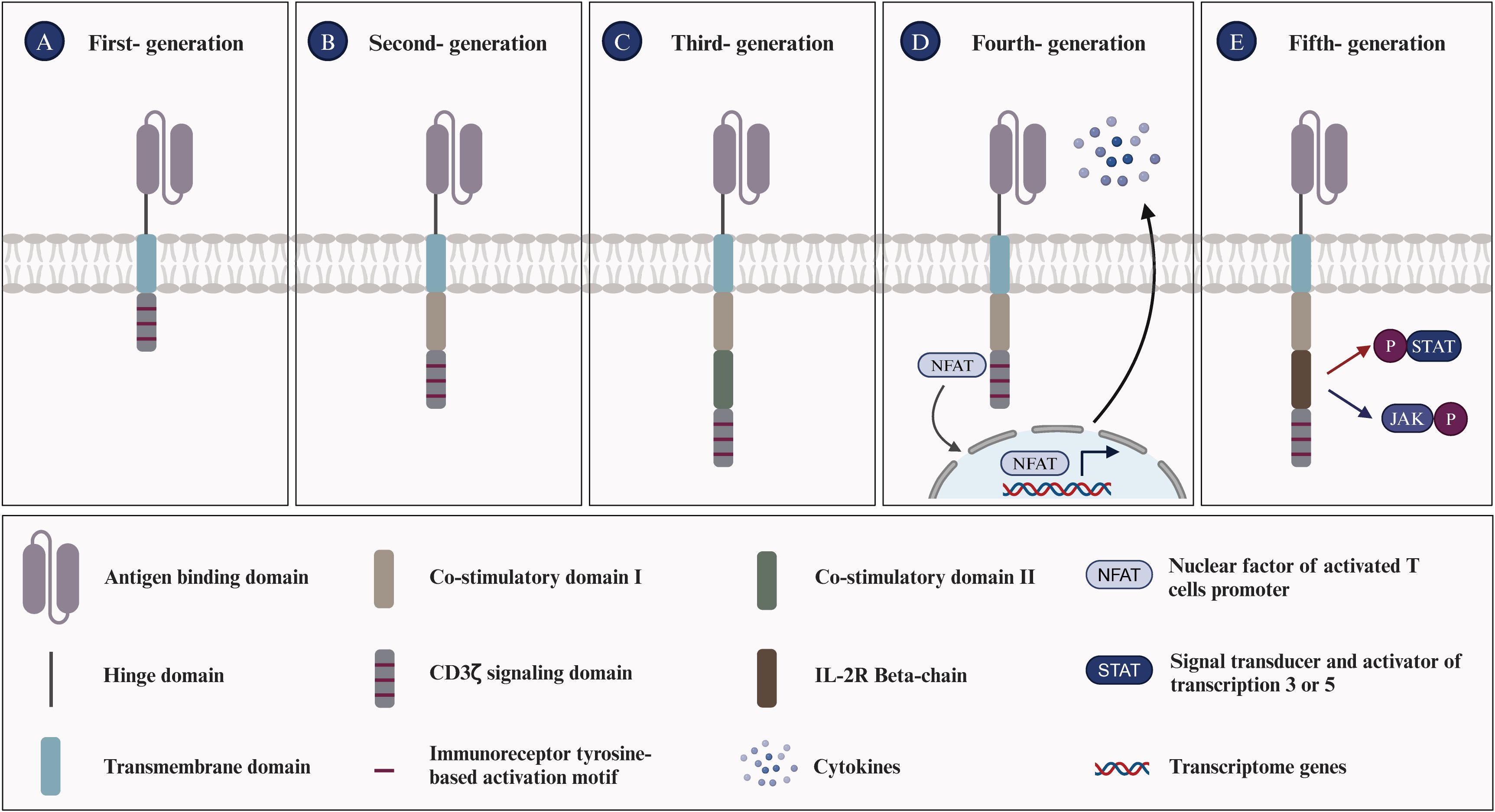 圖1:嵌合抗原受體T細胞的進化 圖1:嵌合抗原受體T細胞的進化