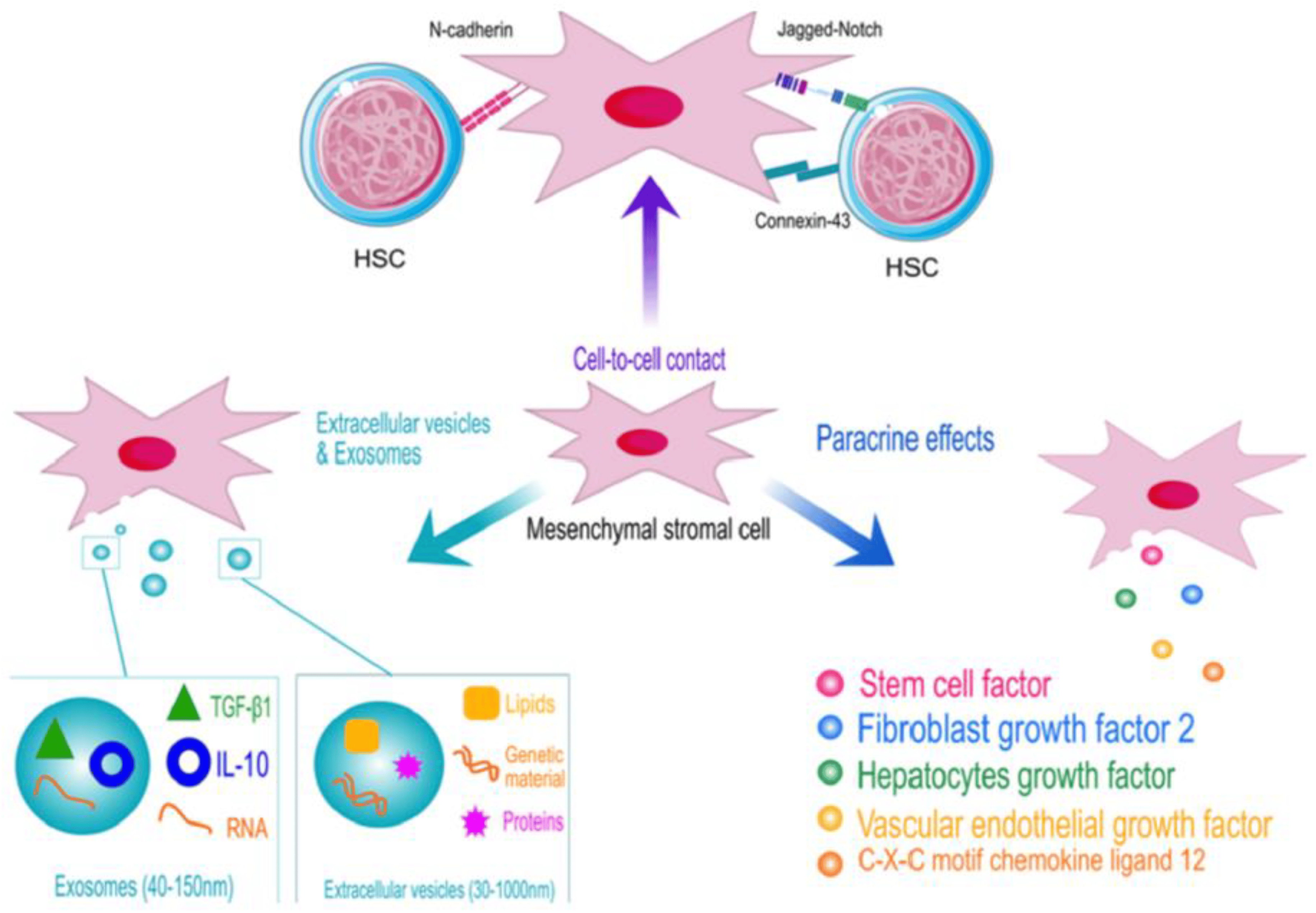 圖1:顯示了造血干細胞 (HSC) 和間充質干細胞 (MSC) 之間相互作用的示意圖,強調了它們在卵巢再生中的協同作用。 圖1:顯示了造血干細胞 (HSC) 和間充質干細胞 (MSC) 之間相互作用的示意圖,強調了它們在卵巢再生中的協同作用。