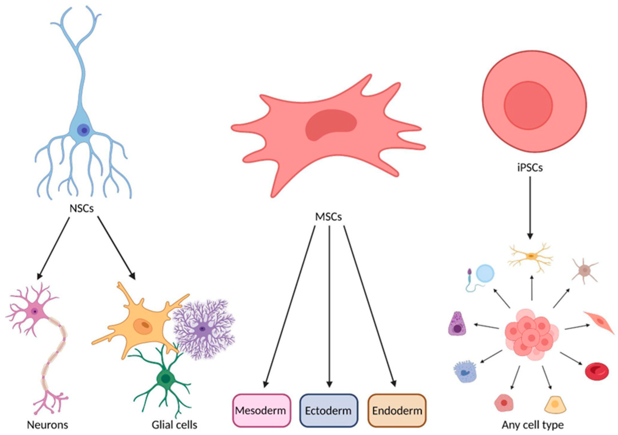 圖1:神經干細胞、間充質干細胞和誘導多能干細胞的分化潛力。 圖1:神經干細胞、間充質干細胞和誘導多能干細胞的分化潛力。