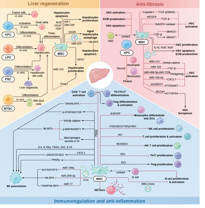 圖2:細胞治療肝病的潛在機制 圖2:細胞治療肝病的潛在機制