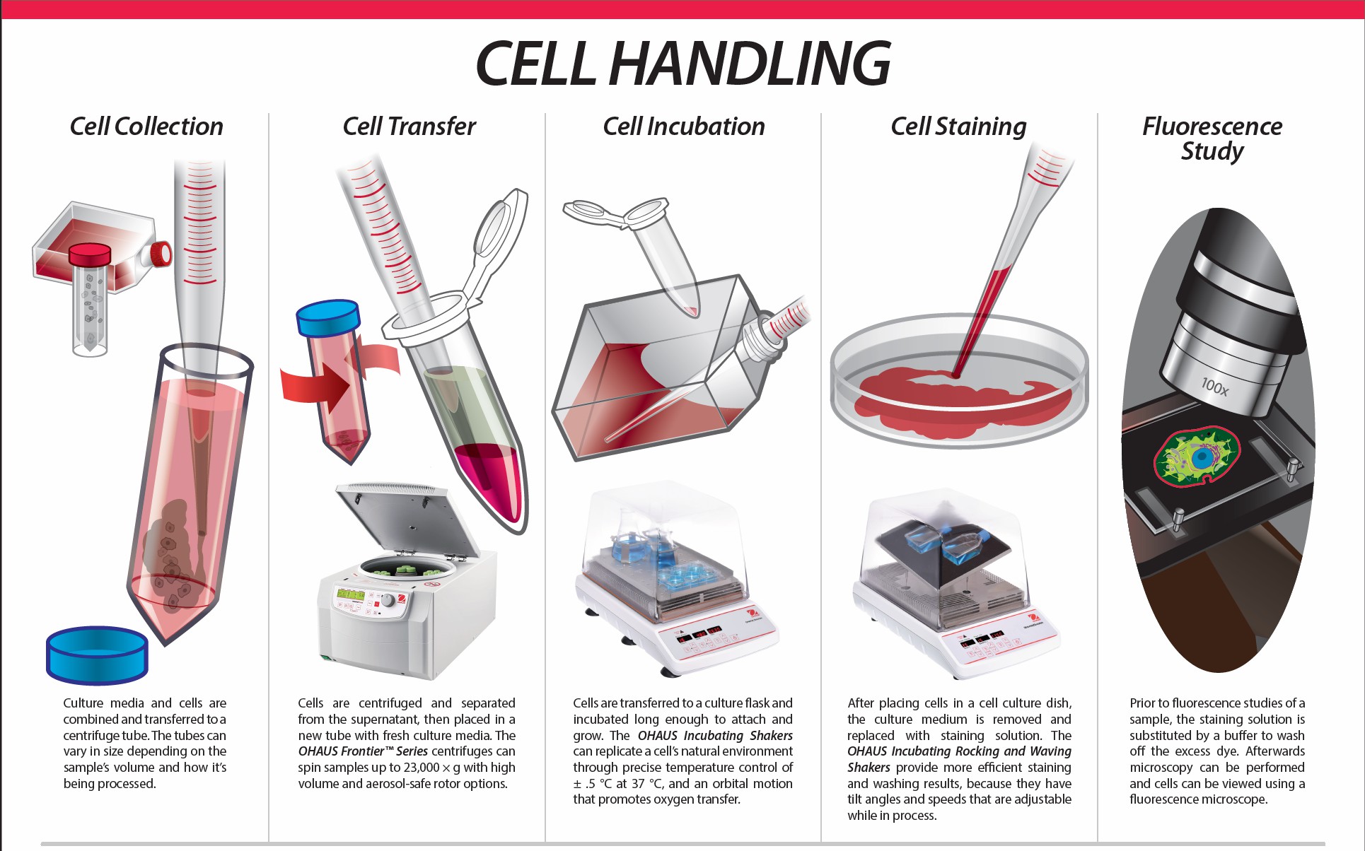 干細(xì)胞的處理 干細(xì)胞的處理