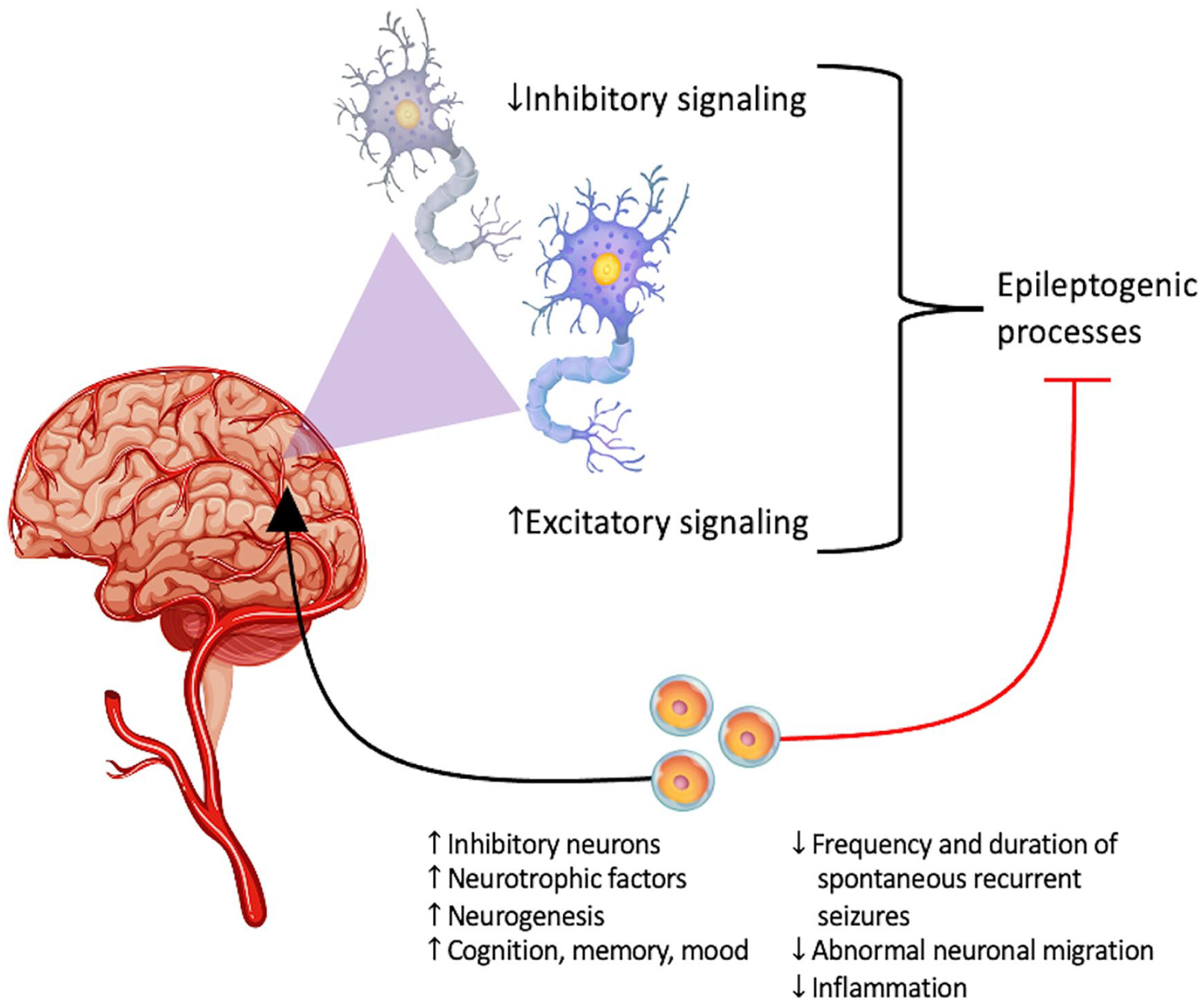 圖1:癲癇的主要潛在病理生理學:神經層面的異常興奮和抑制信號。 圖1:癲癇的主要潛在病理生理學:神經層面的異常興奮和抑制信號。