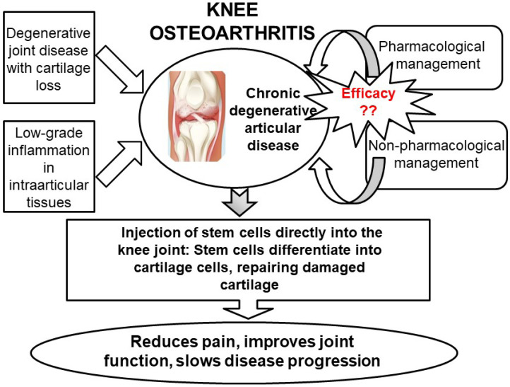 圖5:關節內注射干細胞再生膝關節軟骨作為膝關節骨關節炎治療選擇的總結。 圖5:關節內注射干細胞再生膝關節軟骨作為膝關節骨關節炎治療選擇的總結。