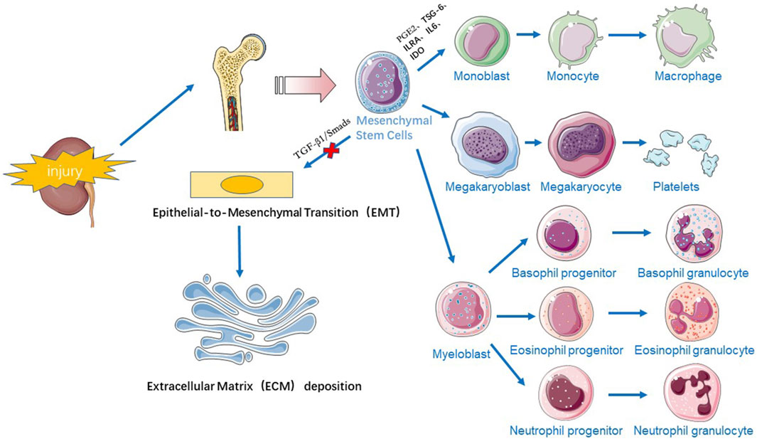 圖1：干細(xì)胞療法治療慢性腎病的機(jī)制示意圖。