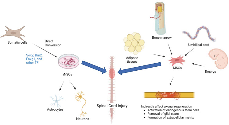 圖1：iNSC（左）和 MSC（右）的比較：由體細胞重新編程的iNSC專注于神經元再生和神經營養(yǎng)支持，而來自骨髓、脂肪或臍帶的MSC提供抗炎、免疫調節(jié)作用和細胞外基質重塑，用于脊髓損傷修復。