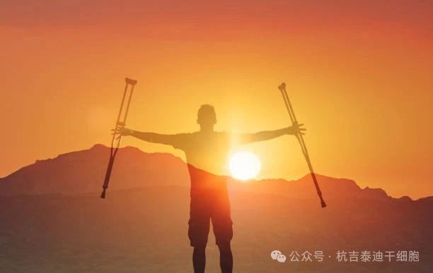 探尋脊髓損傷神經(jīng)再生之路，神經(jīng)干細(xì)胞移植技術(shù)在眾多方法中脫穎而出