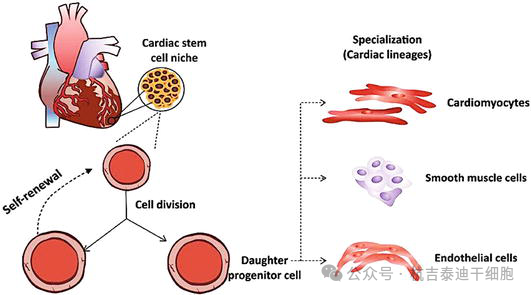 圖9：心臟干細(xì)胞在生成多種心臟細(xì)胞用于細(xì)胞治療中的作用。