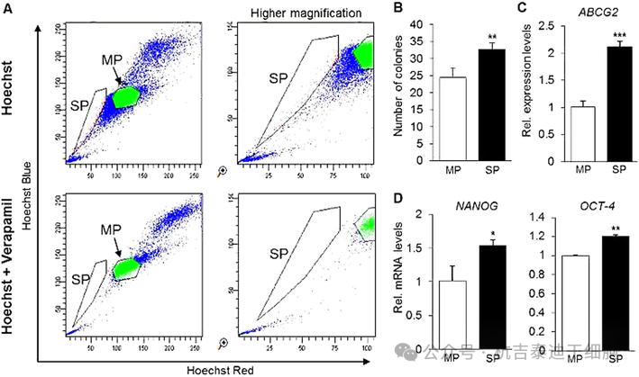 圖8：使用染料Hoechst-33342和維拉帕米識(shí)別成體干細(xì)胞。