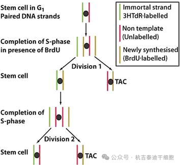 圖7：干細(xì)胞選擇性分離DNA鏈。