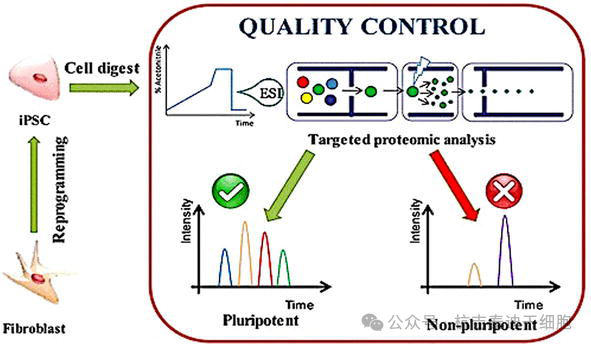 圖5：描述了一種基于蛋白質(zhì)組學(xué)的方法來篩選誘導(dǎo)性多能干細(xì)胞。