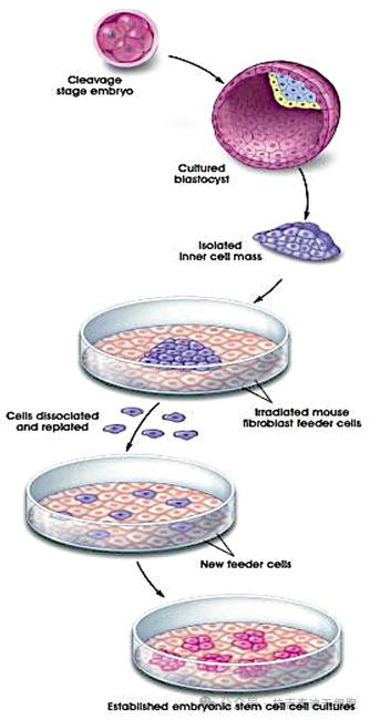 圖4：在實(shí)驗(yàn)室中培養(yǎng)人類胚胎干細(xì)胞。