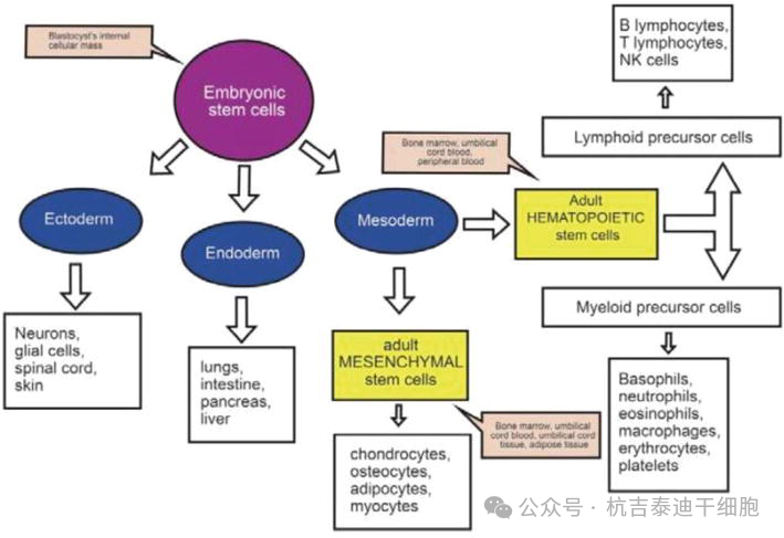 圖3：該圖描繪了胚胎干細(xì)胞的多能性和成體干細(xì)胞的多能性。