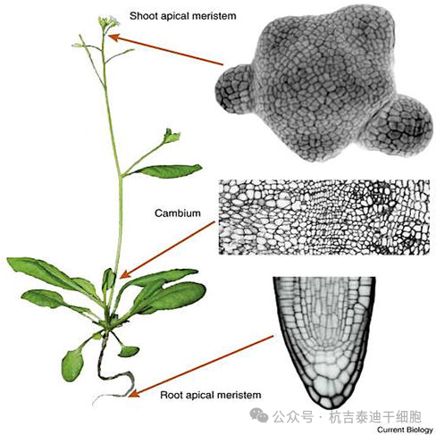 圖2：顯示植物的分生組織，以莖和根頂端分生組織和形成層表示。分生組織是植物的干細(xì)胞，也是全能性的，能夠產(chǎn)生整個(gè)植物。