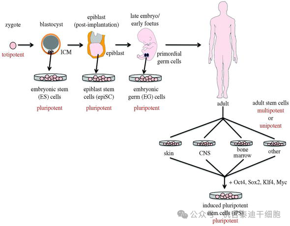 圖1：從多能干細(xì)胞生成羊膜功能細(xì)胞。此外，這還清楚地說明了全能性和多能性。