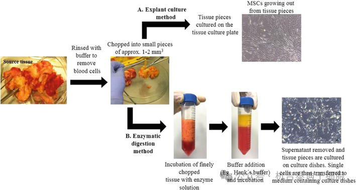 圖6：在實(shí)驗(yàn)室環(huán)境中培養(yǎng)成體（間充質(zhì)）干細(xì)胞的無菌方法。