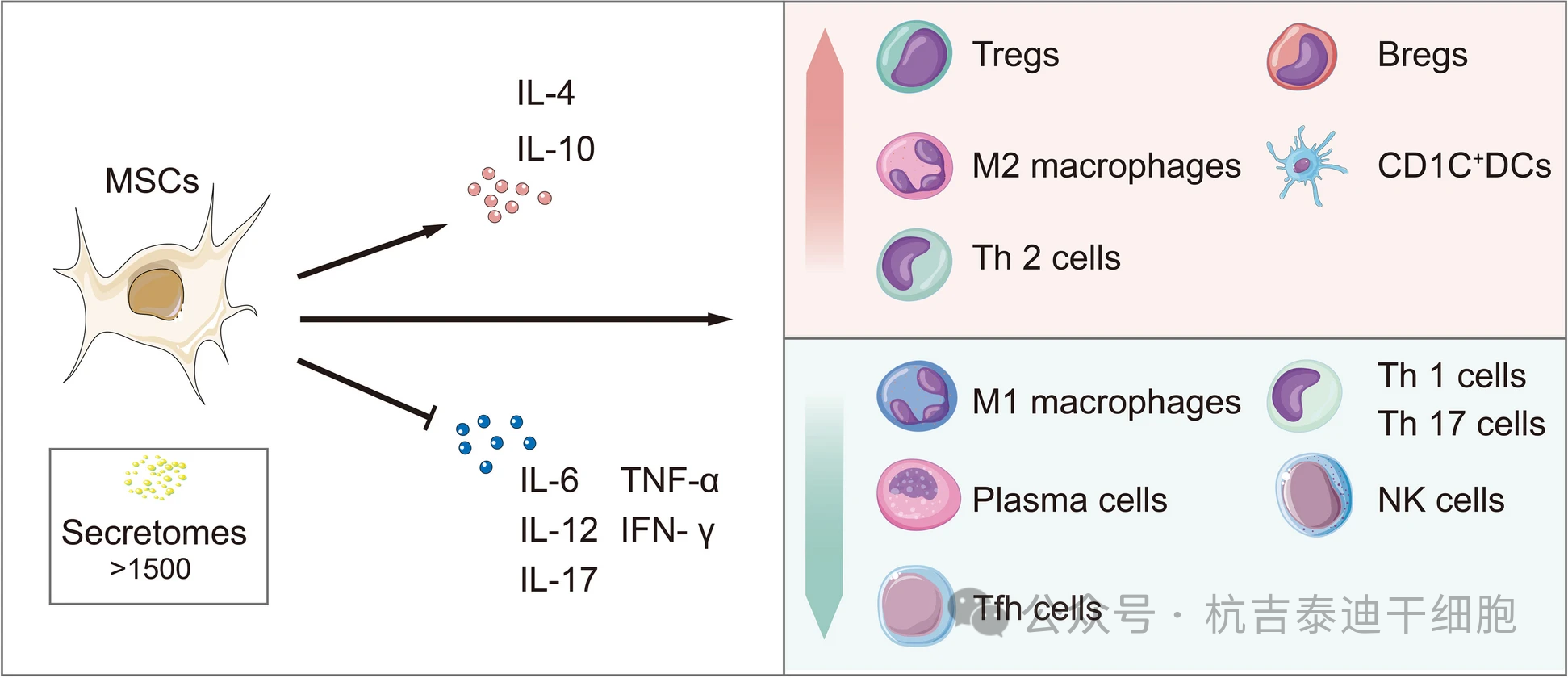 圖3：間充質(zhì)干細(xì)胞通過其免疫調(diào)節(jié)機(jī)制來治療慢性腎病。