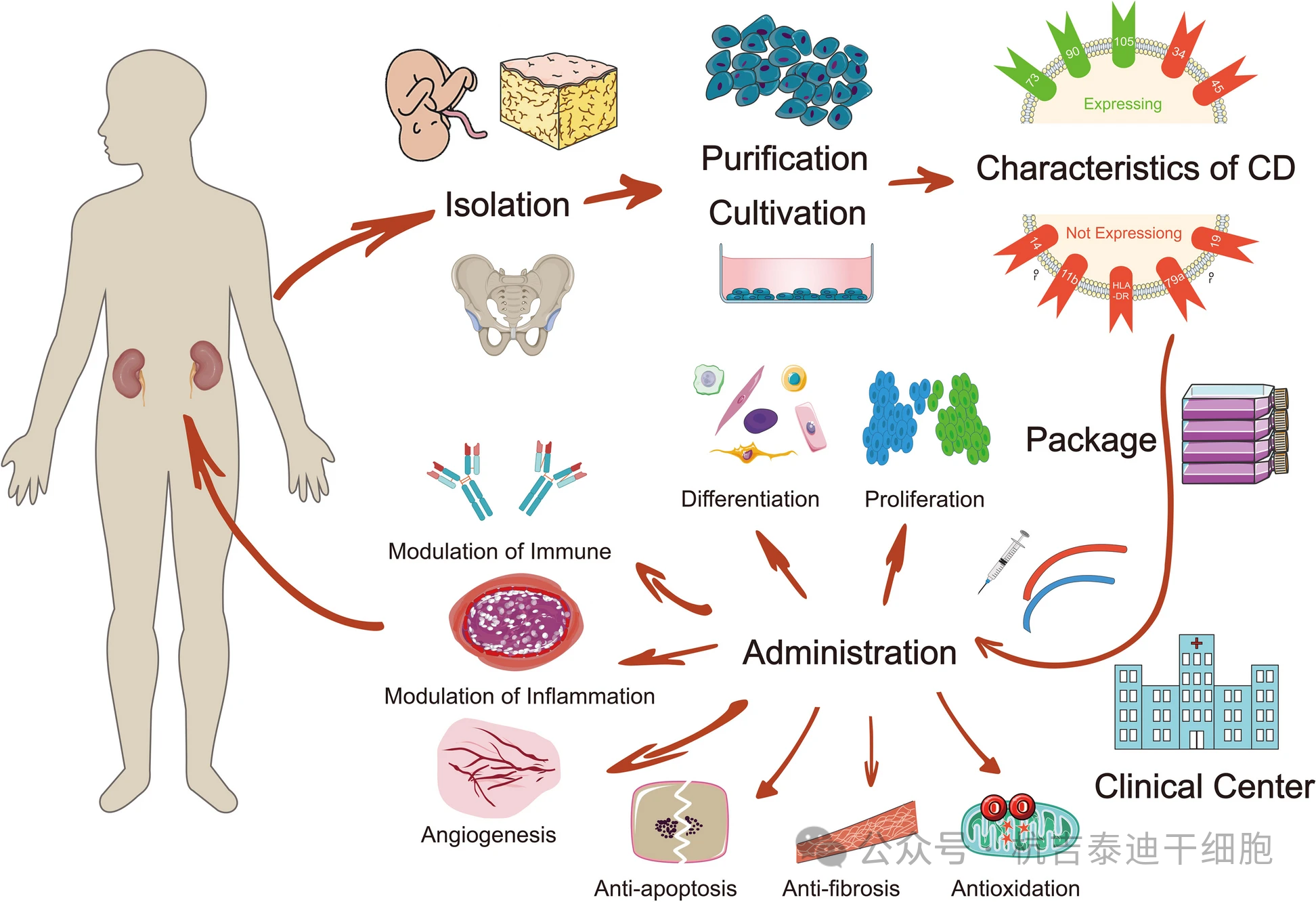 圖1：間充質(zhì)干細(xì)胞治療慢性腎臟病的間充質(zhì)干細(xì)胞的分離、培養(yǎng)、特性、臨床給藥及治療機(jī)制