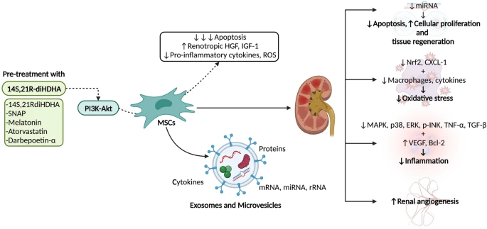 圖2：間充質干細胞 (MSC) 療法在腎病中的應用及其對細胞凋亡、組織再生、氧化應激、炎癥和血管生成的影響。使用多種藥物進行預處理可以增強MSC療法的效果。?