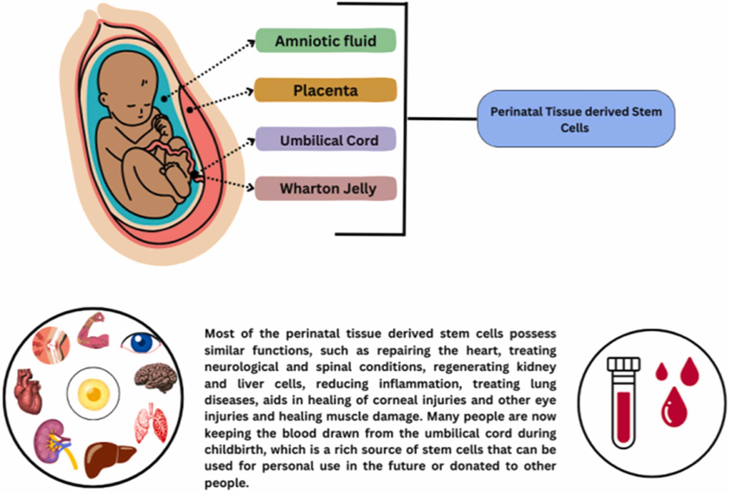 圖3：圍產(chǎn)期干細(xì)胞的分類。