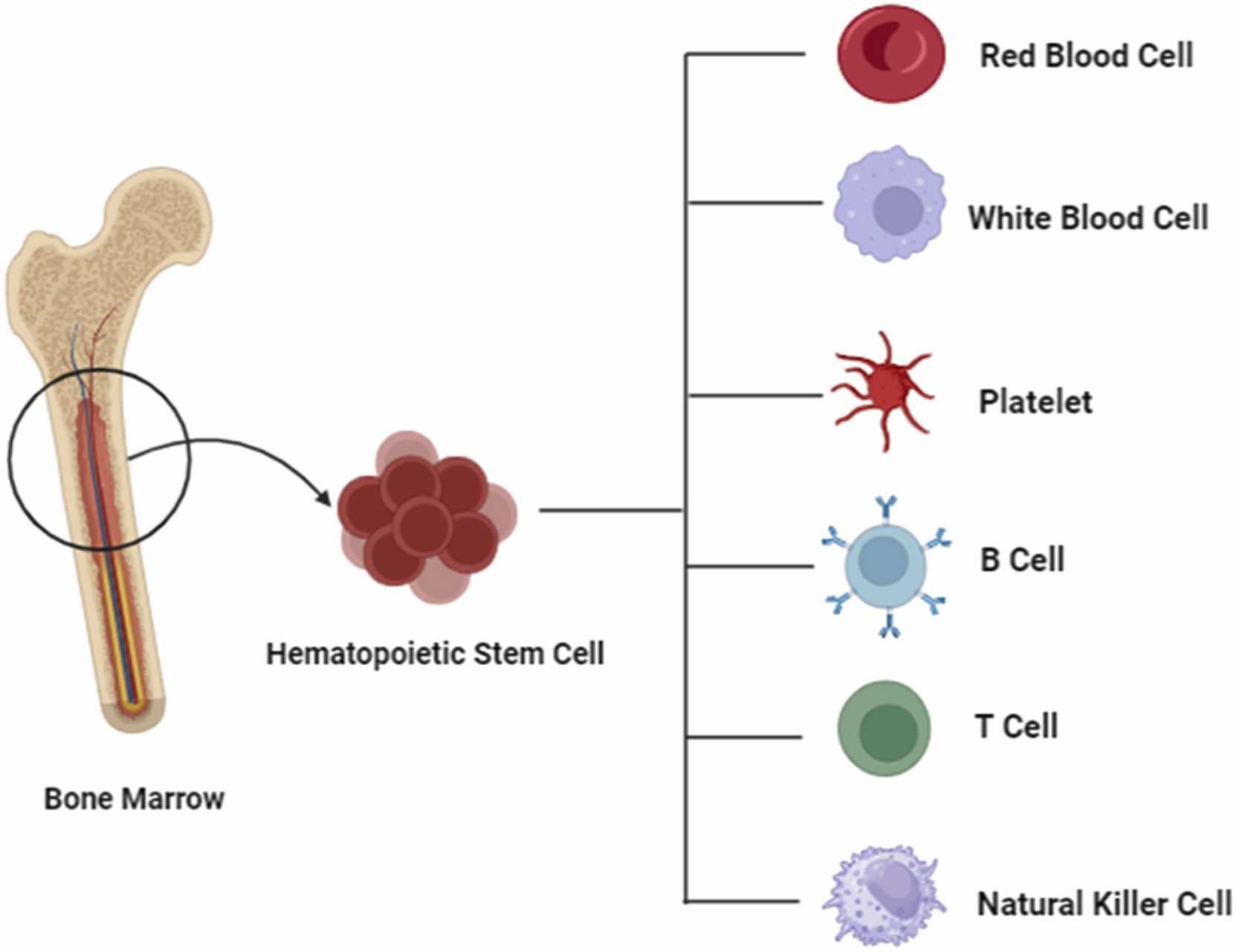 圖2. 造血干細(xì)胞的分化潛力。